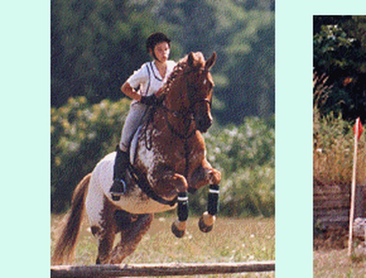 Tricia and horse jumping a log